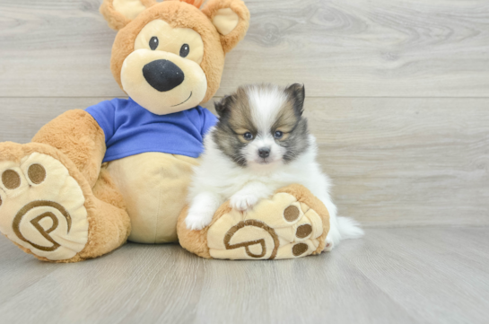 Cute Pom Pom Purebred Puppy