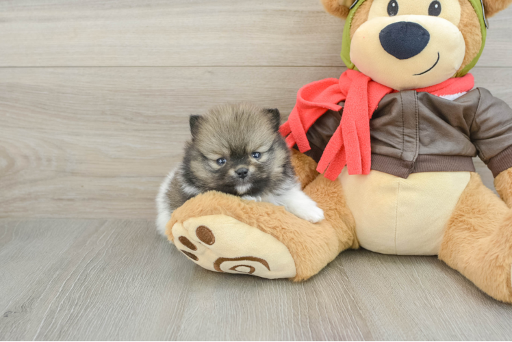 Pomeranian Puppy for Adoption