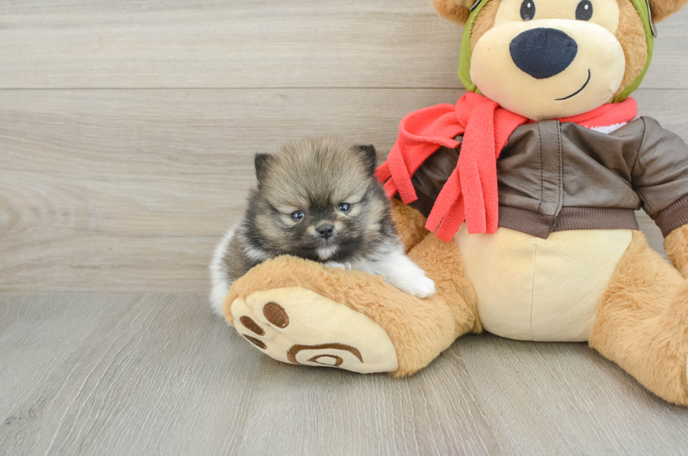 5 week old Pomeranian Puppy For Sale - Premier Pups