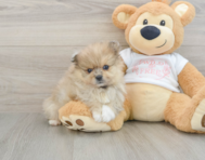 8 week old Pomeranian Puppy For Sale - Premier Pups