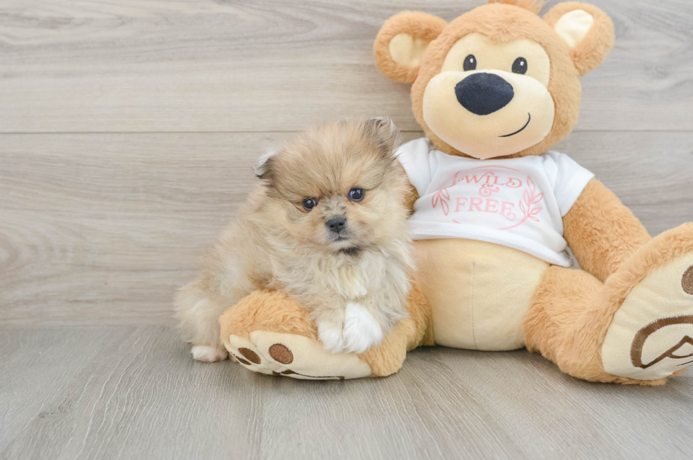 5 week old Pomeranian Puppy For Sale - Premier Pups