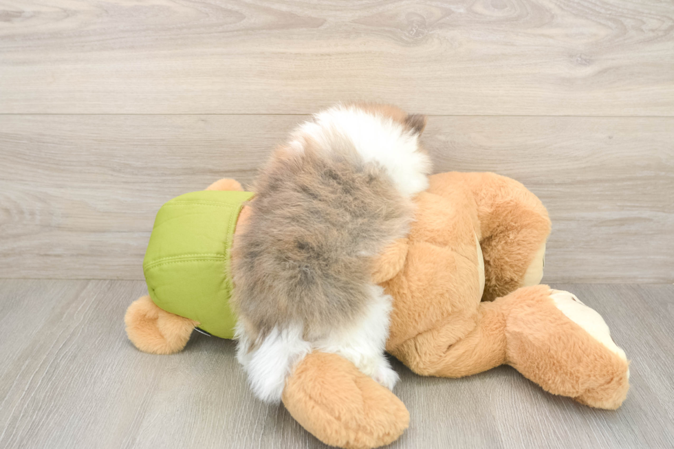 Little Pomeranian Purebred Pup