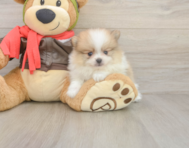 8 week old Pomeranian Puppy For Sale - Premier Pups