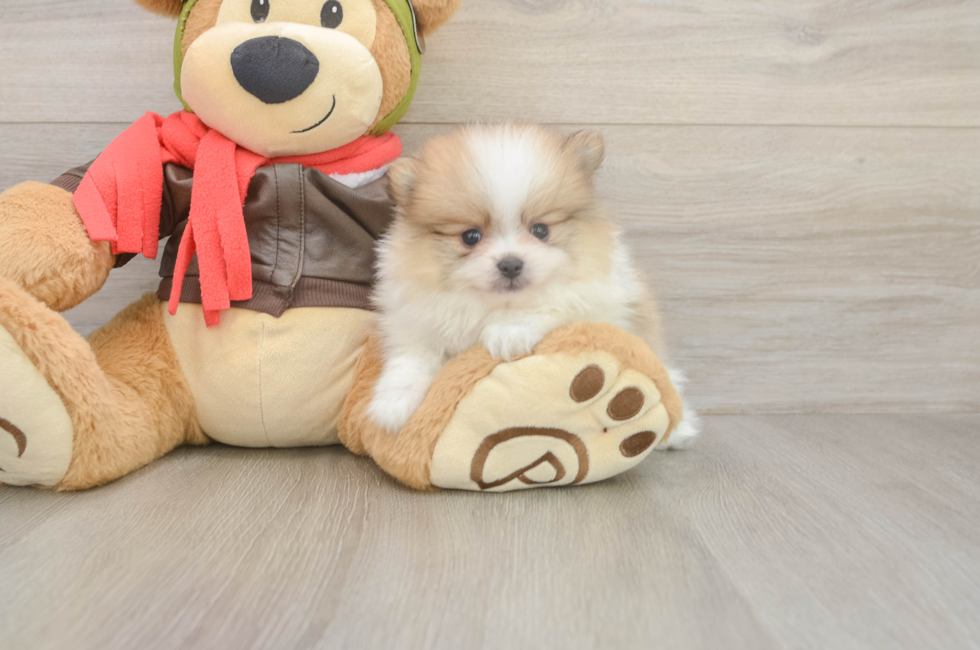 5 week old Pomeranian Puppy For Sale - Premier Pups