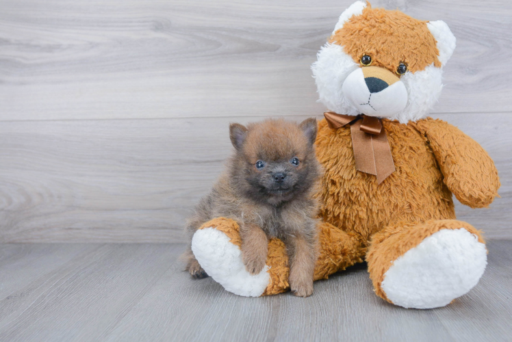 Smart Pomeranian Purebred Puppy