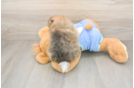 Pomeranian Puppy for Adoption