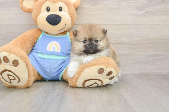 Small Pomeranian Baby