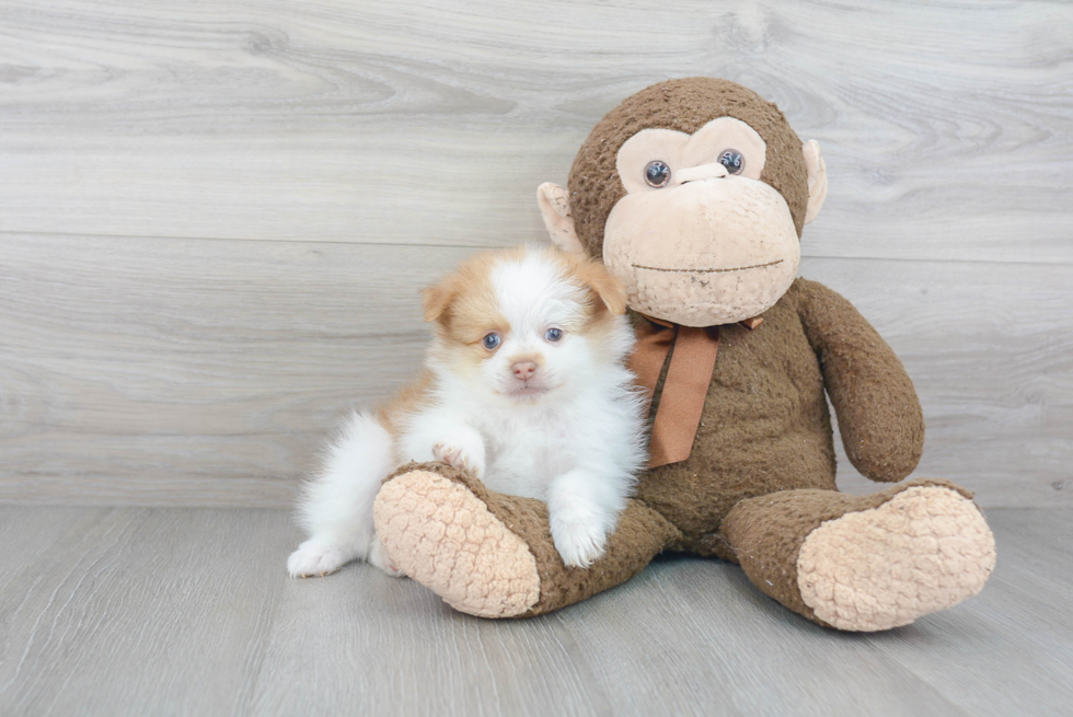 Playful Pomeranian Baby