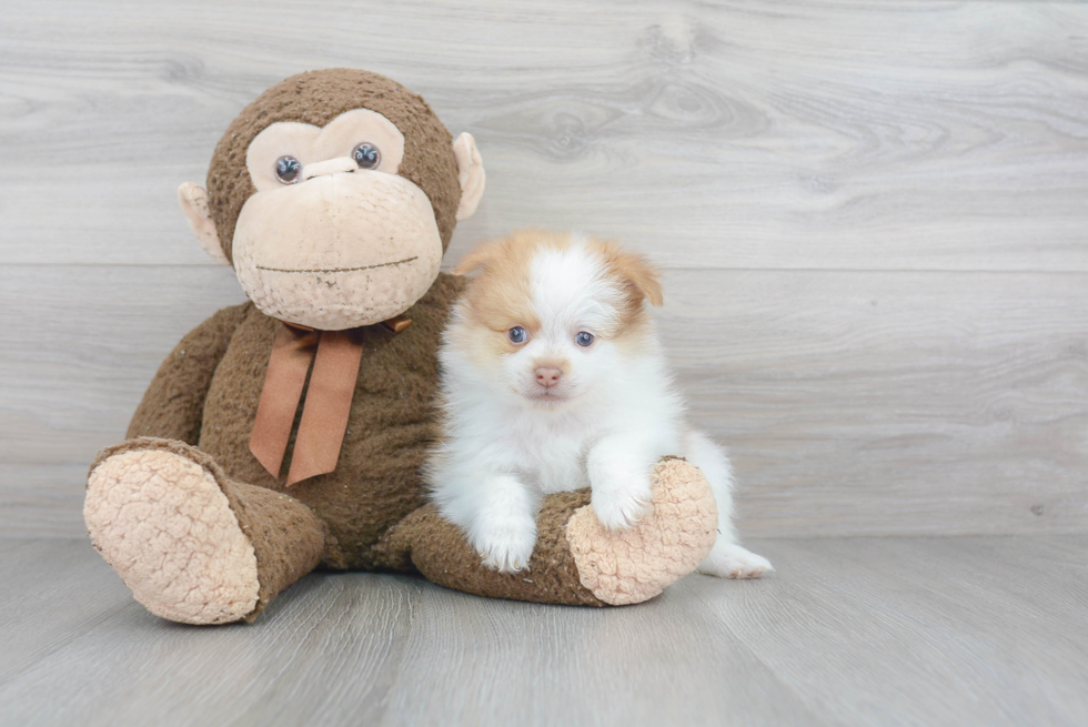 Cute Pomeranian Purebred Puppy