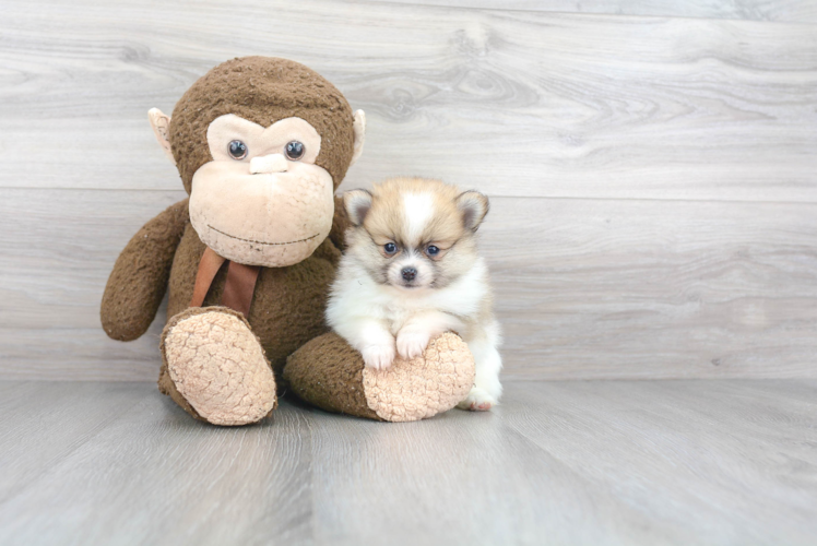 Petite Pomeranian Purebred Puppy