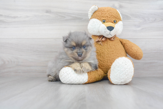 Fluffy Pomeranian Purebred Puppy