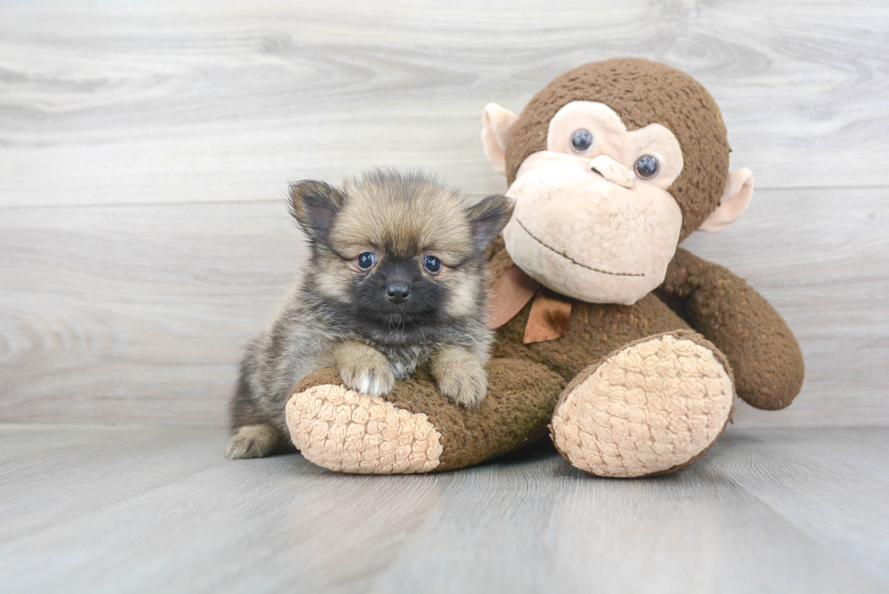 Happy Pomeranian Purebred Puppy