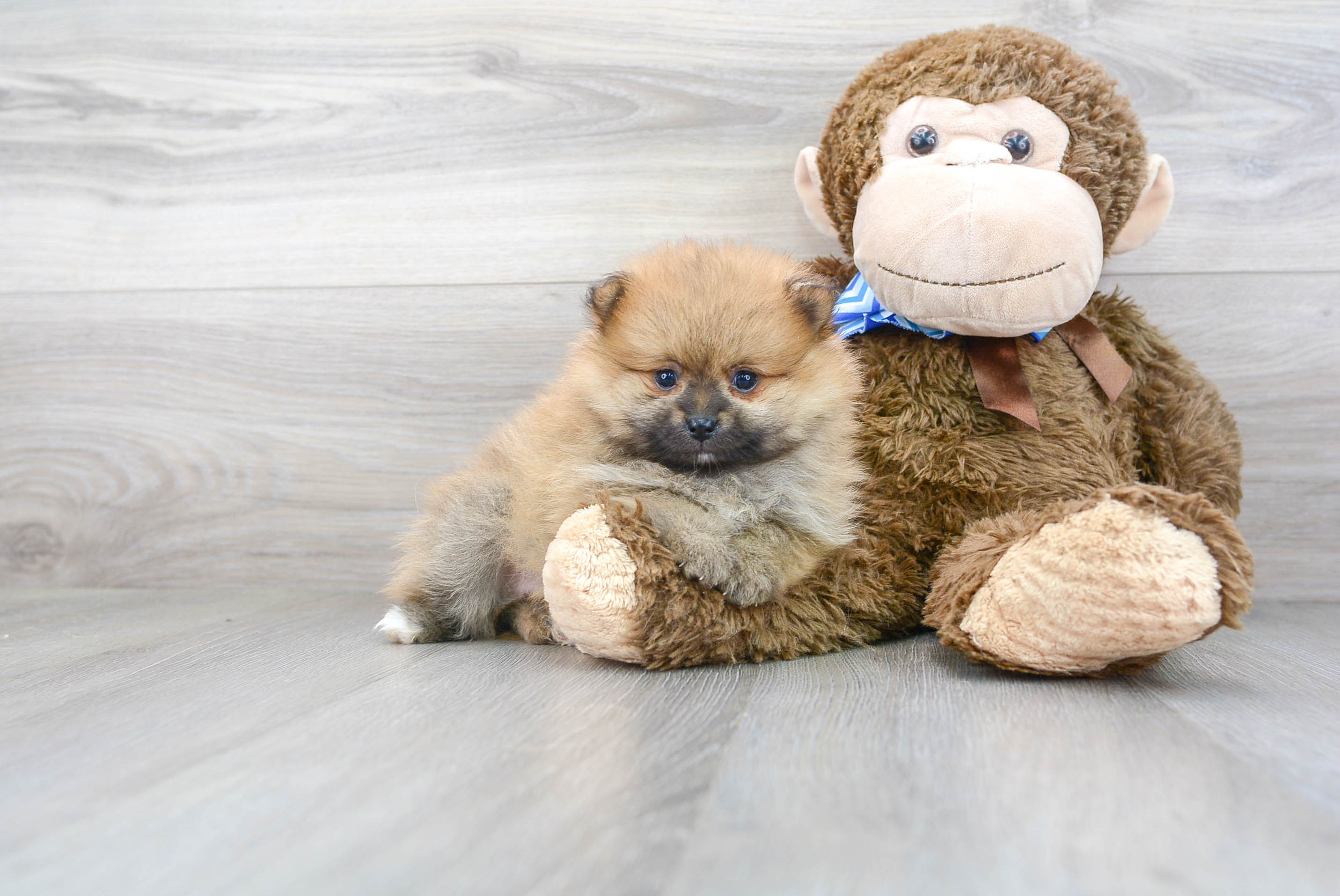 Pomeranian Puppy for Adoption