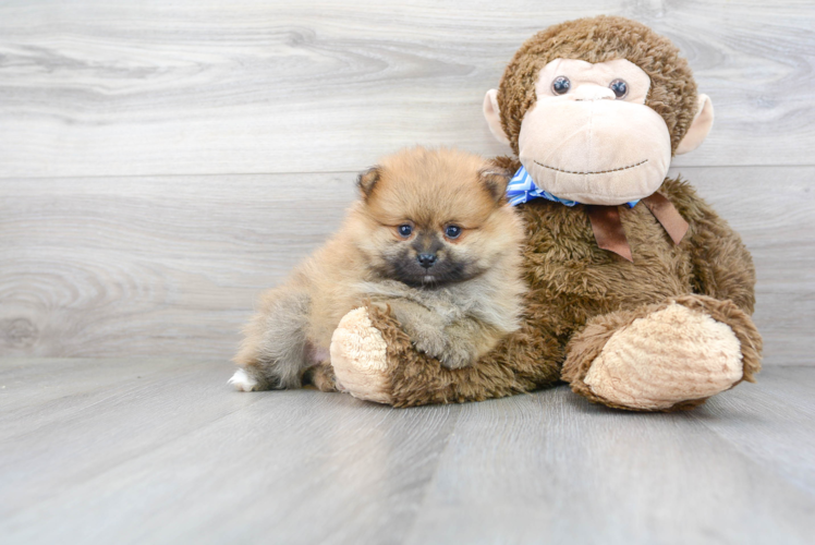 Pomeranian Puppy for Adoption