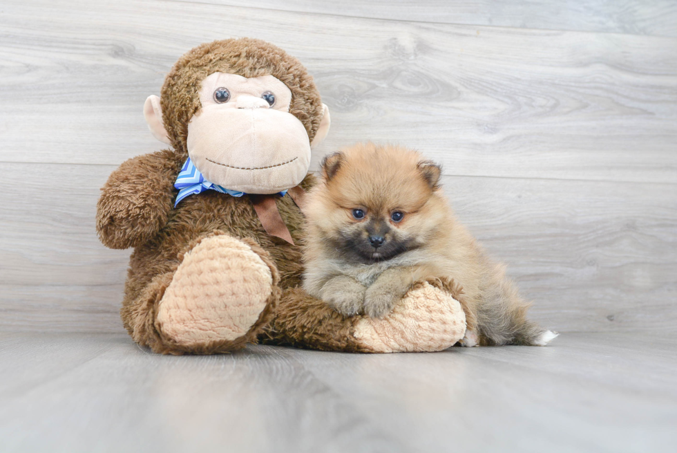 Pomeranian Puppy for Adoption