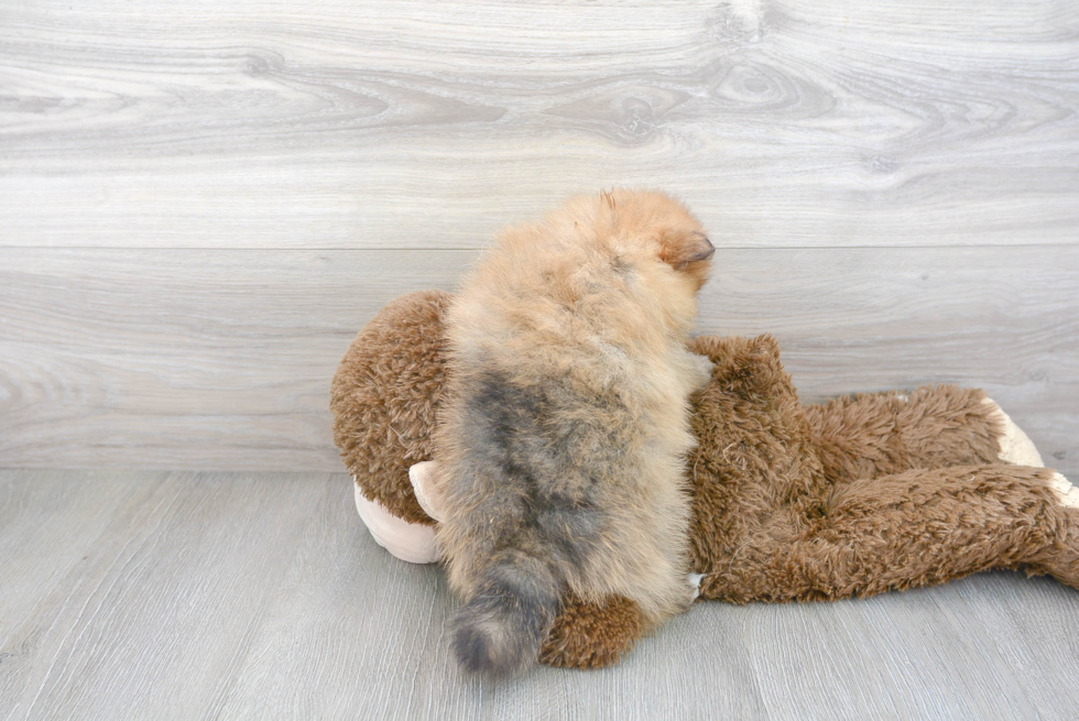 Pomeranian Pup Being Cute