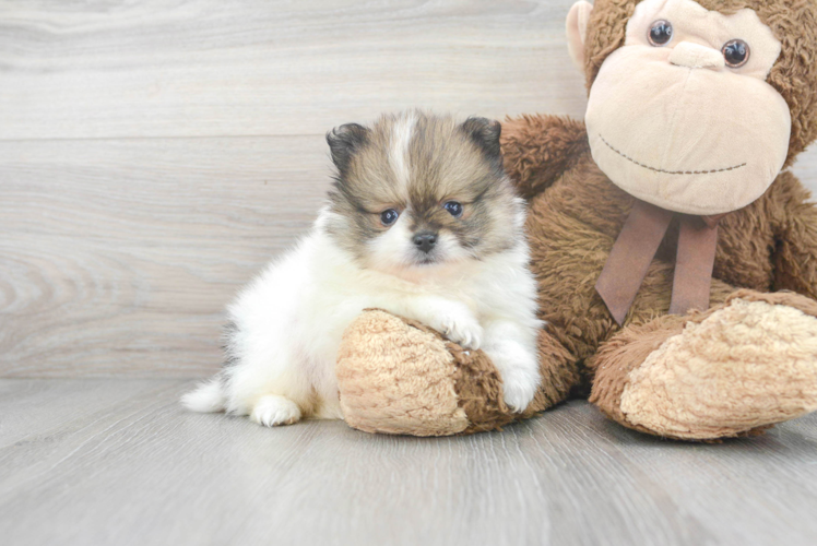 Popular Pomeranian Purebred Pup
