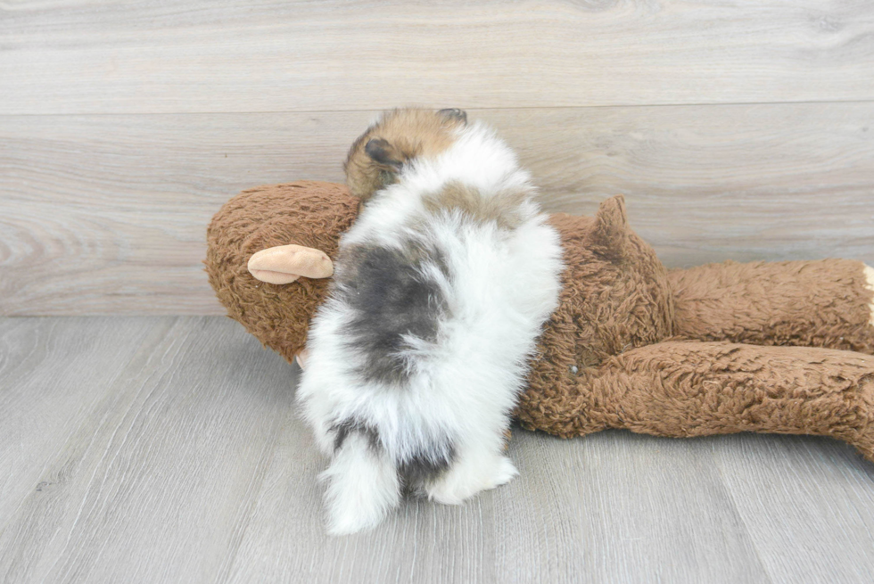 Energetic Pomeranian Purebred Puppy