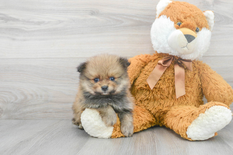 Smart Pomeranian Purebred Puppy