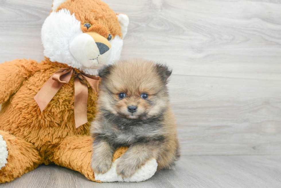 Playful Pomeranian Baby