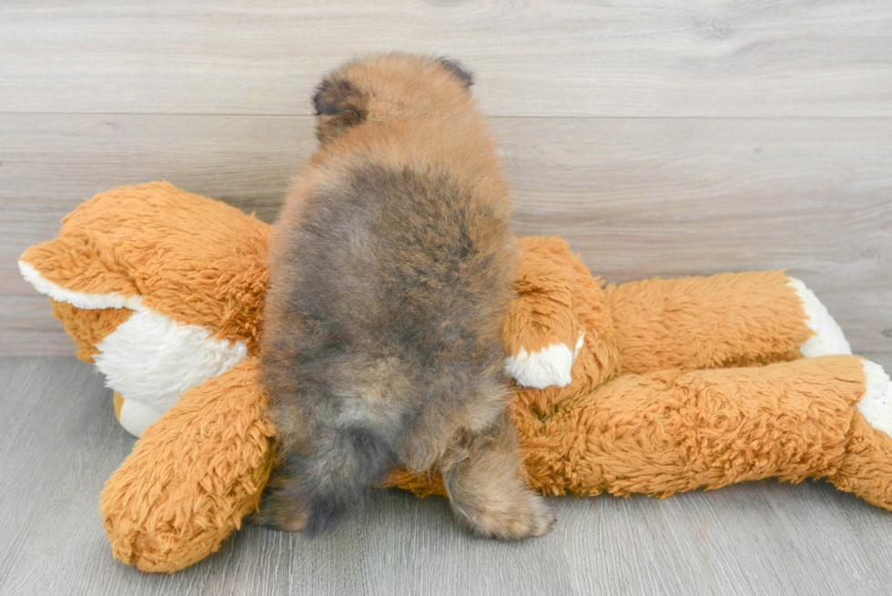 Fluffy Pomeranian Purebred Puppy