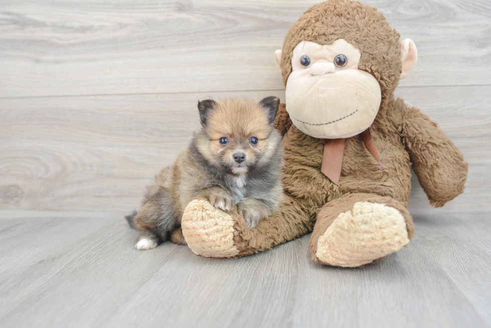 Pomeranian Puppy for Adoption