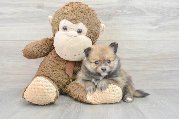 Best Pomeranian Baby