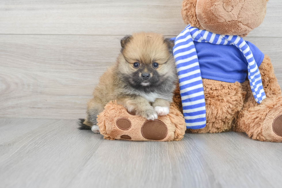 Akc Registered Pomeranian Purebred Pup