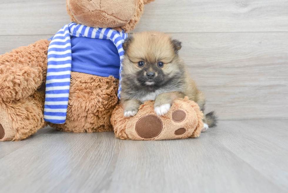 Happy Pomeranian Purebred Puppy