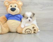 7 week old Pomeranian Puppy For Sale - Premier Pups