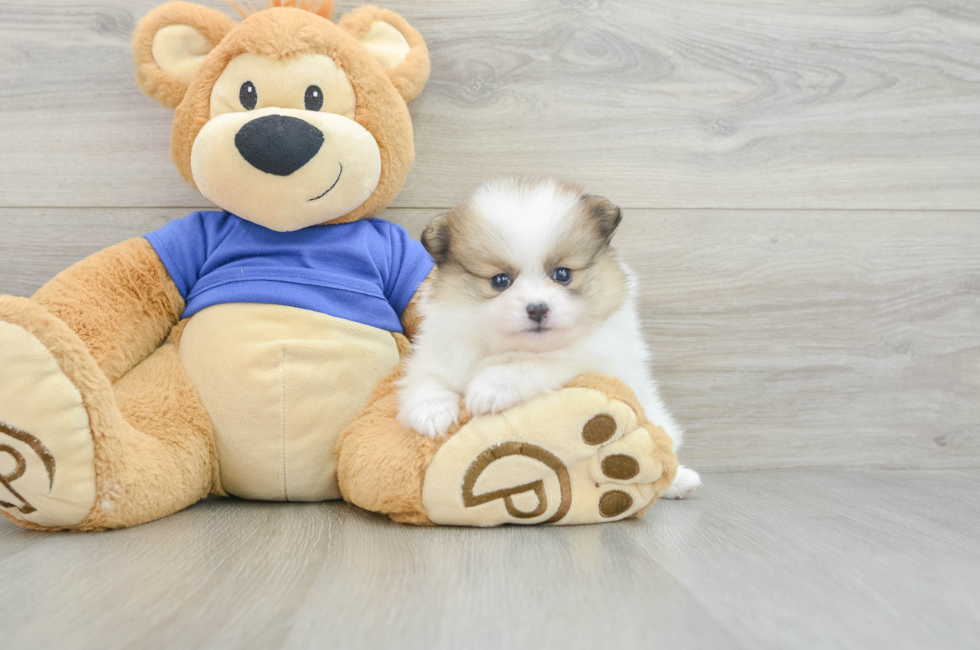 5 week old Pomeranian Puppy For Sale - Premier Pups