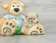 5 week old Pomeranian Puppy For Sale - Premier Pups