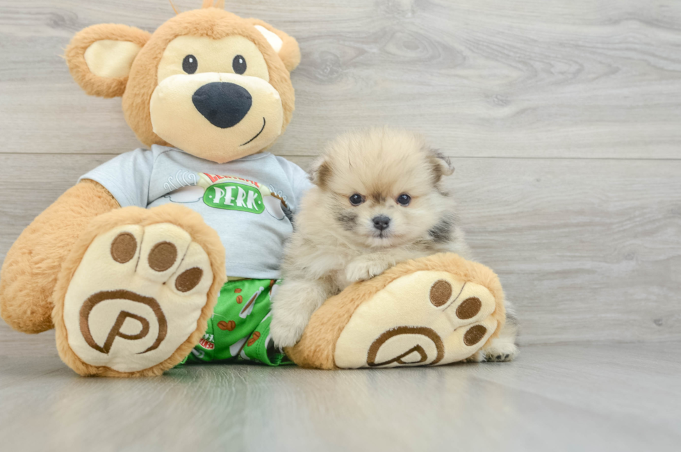 6 week old Pomeranian Puppy For Sale - Premier Pups