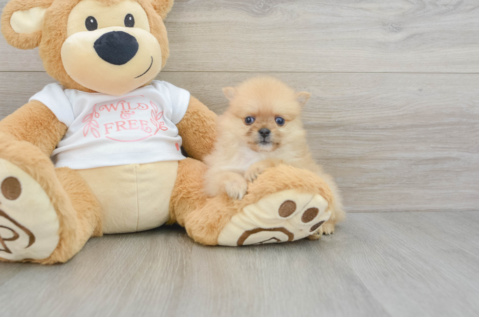 7 week old Pomeranian Puppy For Sale - Premier Pups