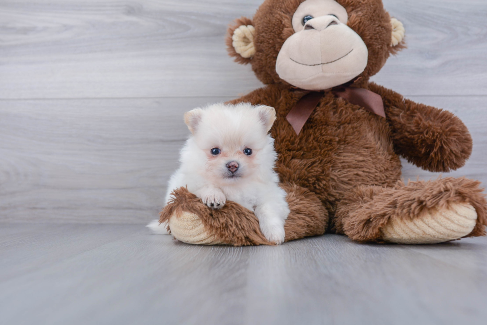 Friendly Pomeranian Baby