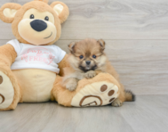 8 week old Pomeranian Puppy For Sale - Premier Pups