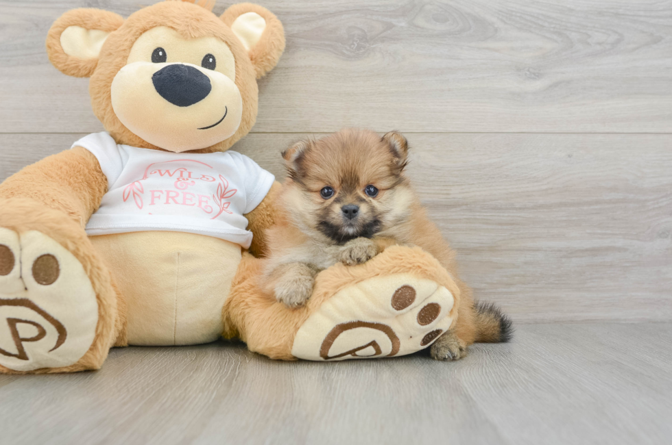 5 week old Pomeranian Puppy For Sale - Premier Pups