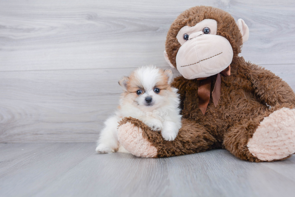 Petite Pomeranian Purebred Puppy