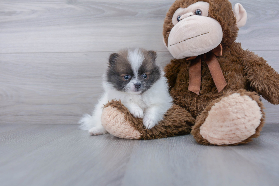 Pomeranian Pup Being Cute