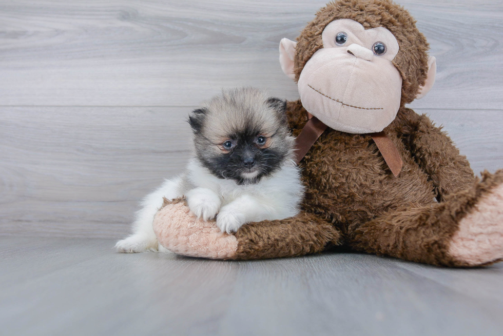 Little Pomeranian Purebred Pup