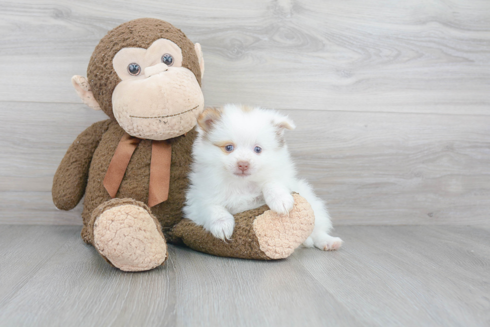 Small Pomeranian Purebred Pup