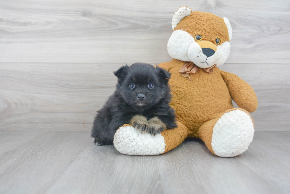 Friendly Pomeranian Baby