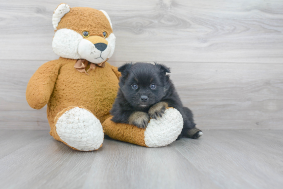 Akc Registered Pomeranian Purebred Pup