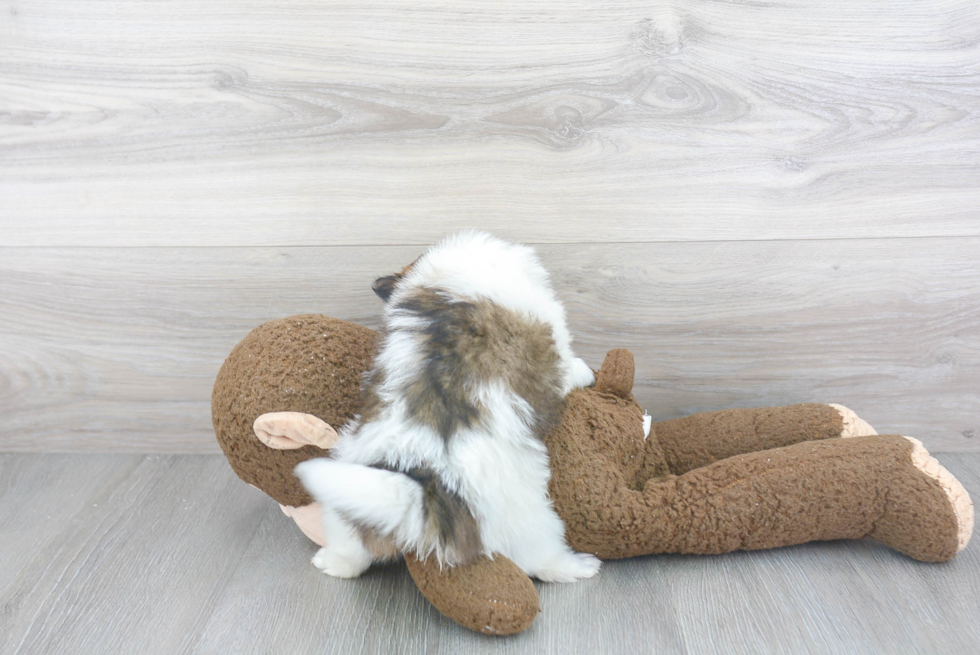 Playful Pomeranian Purebred Pup