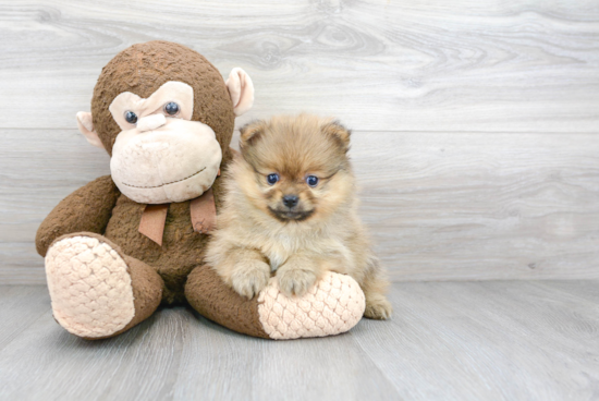 Little Pomeranian Purebred Pup