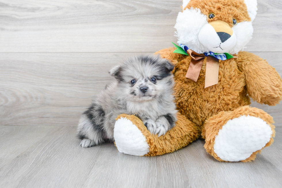 Smart Pomeranian Purebred Puppy