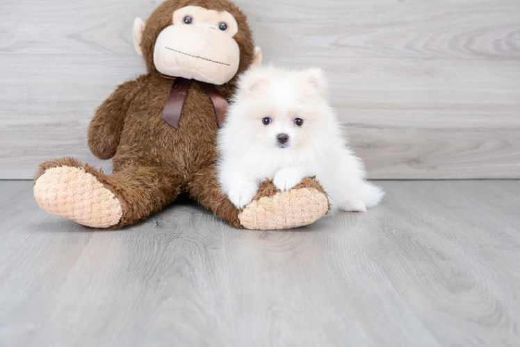 Hypoallergenic Pomeranian Baby