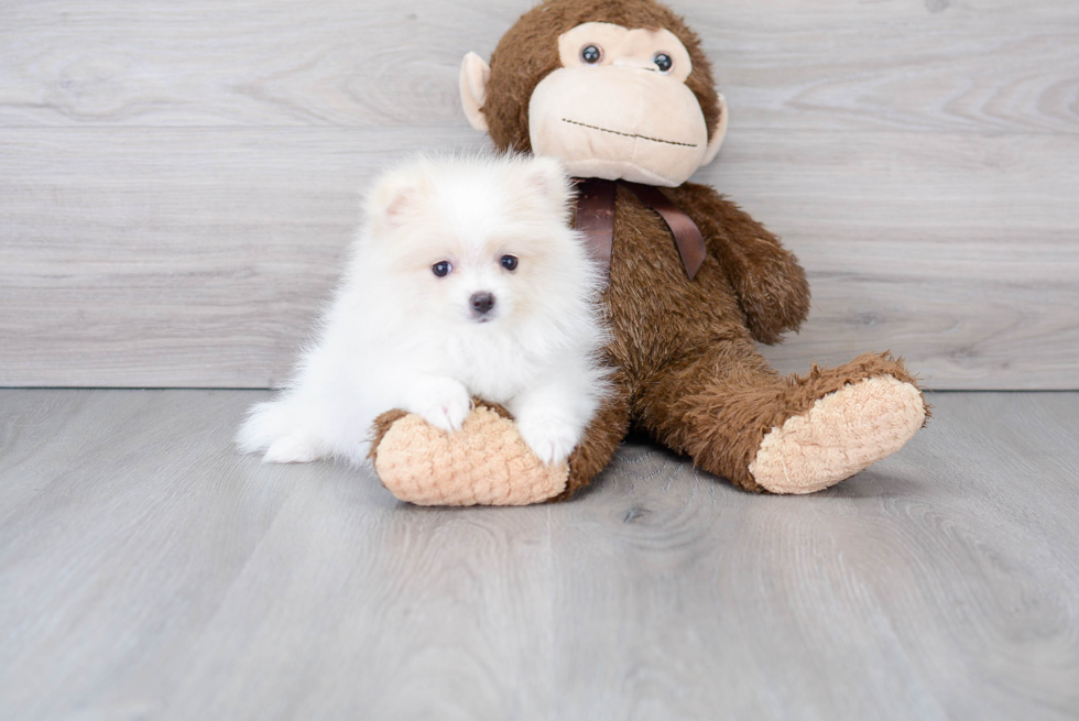 Energetic Pomeranian Purebred Puppy