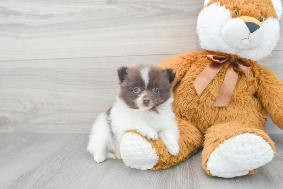 Energetic Pomeranian Purebred Puppy