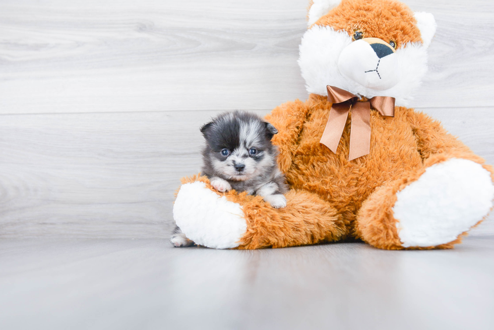 Smart Pomeranian Purebred Puppy